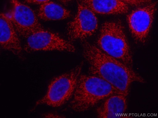 [CL594-66635-100UL] CoraLite®594-conjugated FIS1 Monoclonal antibody