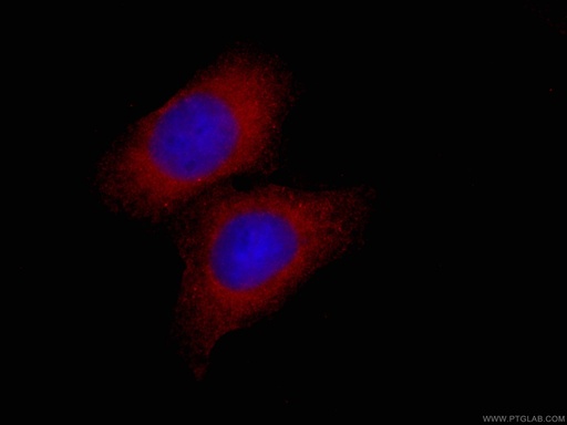 [CL594-66655-100UL] CoraLite®594-conjugated EIF4E Monoclonal antibody