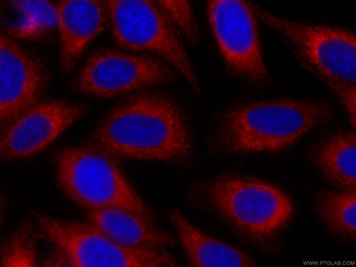 [CL594-66669-100UL] CoraLite®594-conjugated PDIA6 Monoclonal antibody