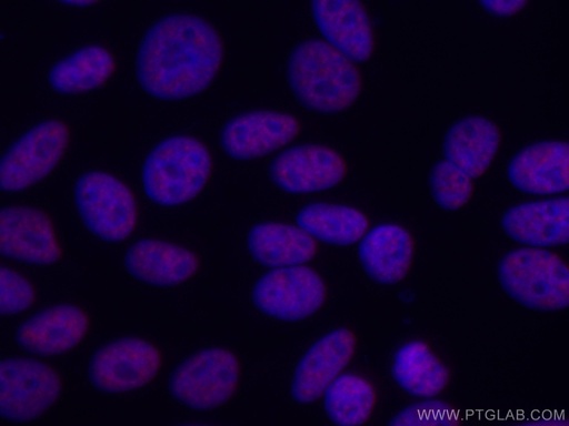 [CL594-66671-100UL] CoraLite®594-conjugated ASF/SF2 Monoclonal antibody