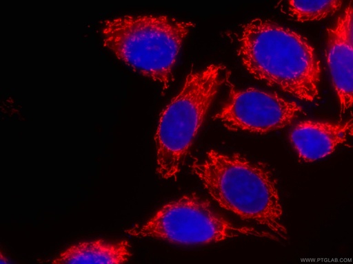 [CL594-66696-100UL] CoraLite®594-conjugated ATP5O Monoclonal antibody