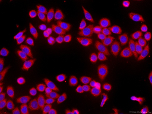 [CL594-66723-100UL] CoraLite®594-conjugated HSPH1 Monoclonal antibody
