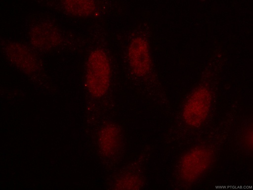 [CL594-66742-100UL] CoraLite®594-conjugated SRF Monoclonal antibody