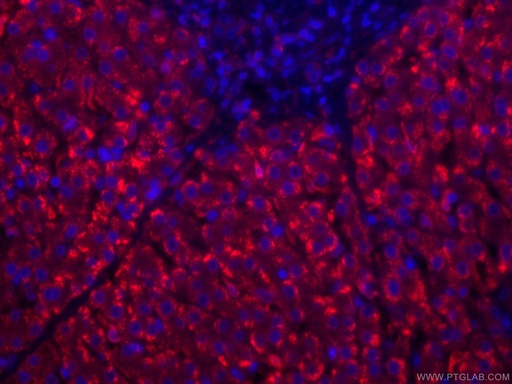 [CL594-66743-100UL] CoraLite®594-conjugated HO-1/HMOX1 Monoclonal antibody