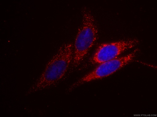 [CL594-66775-100UL] CoraLite®594-conjugated Syntaxin 16 Monoclonal antibody