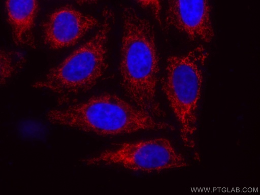 [CL594-66776-100UL] CoraLite®594-conjugated MFN1 Monoclonal antibody