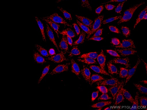 [CL594-66777-100UL] CoraLite®594-conjugated TOM20 Monoclonal antibody