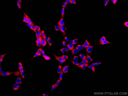 [CL594-66809-100UL] CoraLite®594-conjugated PABPC1,PABP Monoclonal antibody