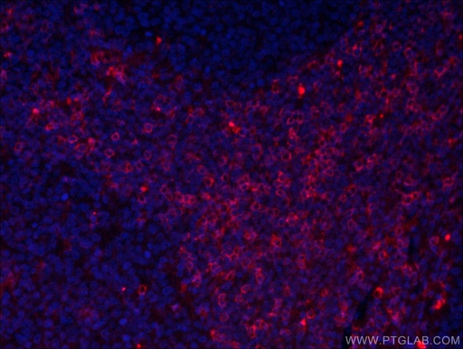 [CL594-66868-100UL] CoraLite®594-conjugated CD8 Monoclonal antibody