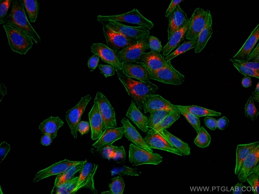 [CL594-66875-100UL] CoraLite®594-conjugated SREBF1 Monoclonal antibody