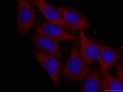 [CL594-66886-100UL] CoraLite®594-conjugated RPS6 Monoclonal antibody