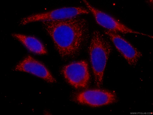 [CL594-66888-100UL] CoraLite®594-conjugated mTOR Monoclonal antibody