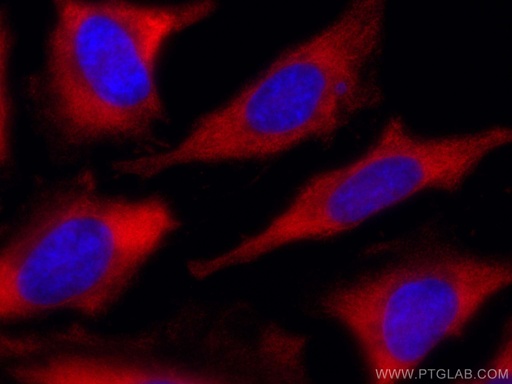 [CL594-66940-100UL] CoraLite®594-conjugated RACK1; GNB2L1 Monoclonal antibody