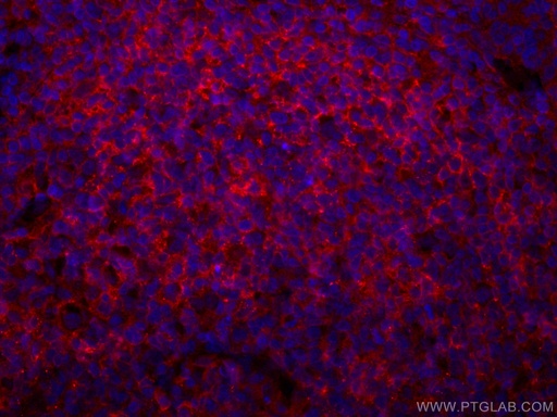 [CL594-66965-100UL] CoraLite®594-conjugated CD40 Monoclonal antibody