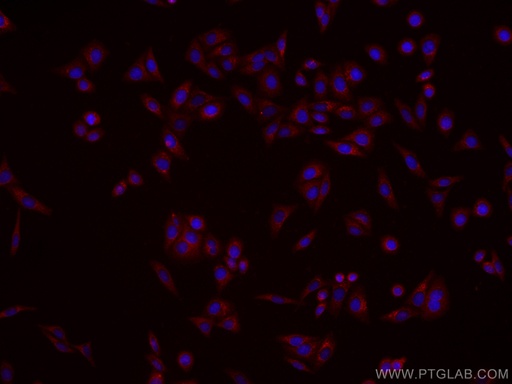 [CL594-67079-100UL] CoraLite®594-conjugated CES1 Monoclonal antibody