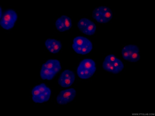 [CL594-67169-100UL] CoraLite®594-conjugated GNL3 Monoclonal antibody