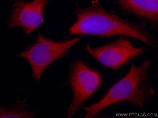 [CL594-67187-100UL] CoraLite®594-conjugated ENO1 Monoclonal antibody