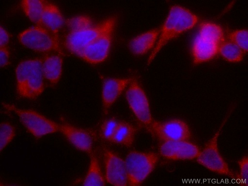 [CL594-67219-100UL] CoraLite®594-conjugated VAMP4 Monoclonal antibody