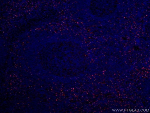 [CL594-67272-100UL] CoraLite®594-conjugated Granzyme K Monoclonal antibody
