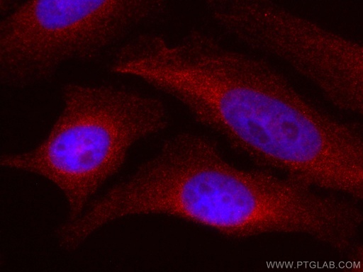 [CL594-67410-100UL] CoraLite®594-conjugated MAP2K2 Monoclonal antibody
