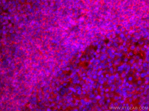 [CL594-67424-100UL] CoraLite®594-conjugated CD72 Monoclonal antibody