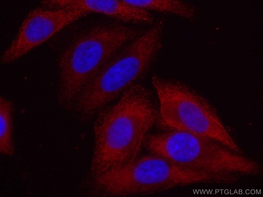 [CL594-67428-100UL] CoraLite®594-conjugated EIF4G2 Monoclonal antibody