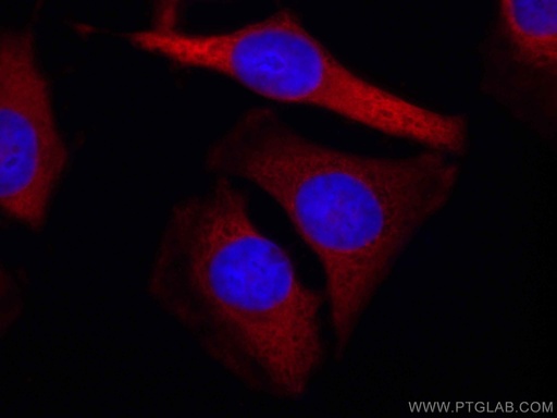 [CL594-67453-100UL] CoraLite®594-conjugated ALDOA Monoclonal antibody