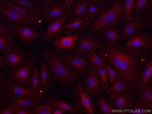 [CL594-67542-100UL] CoraLite®594-conjugated RHOC Monoclonal antibody