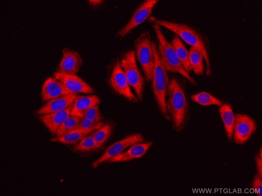 [CL594-67550-100UL] CoraLite®594-conjugated EEF2 Monoclonal antibody