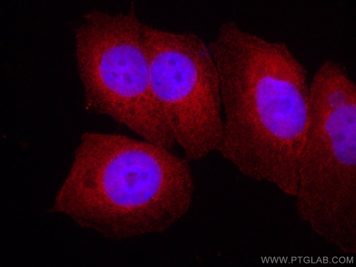 [CL594-67601-100UL] CoraLite®594-conjugated EIF1 Monoclonal antibody