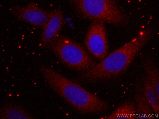 [CL594-67631-100UL] CoraLite®594-conjugated Ch-TOG Monoclonal antibody