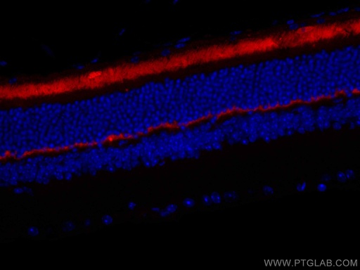 [CL594-67638-100UL] CoraLite®594-conjugated ANO2 Monoclonal antibody