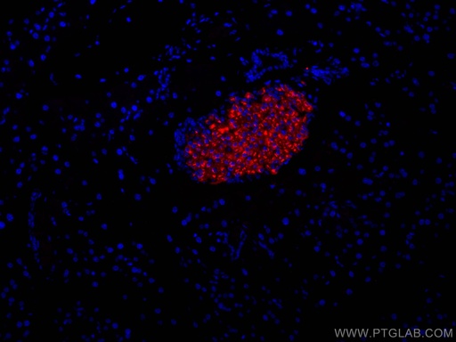 [CL594-67668-100UL] CoraLite®594-conjugated Ins1 Monoclonal antibody