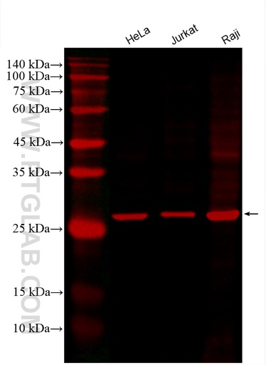 [CL594-67687-100UL] CoraLite®594-conjugated ANP32A Monoclonal antibody