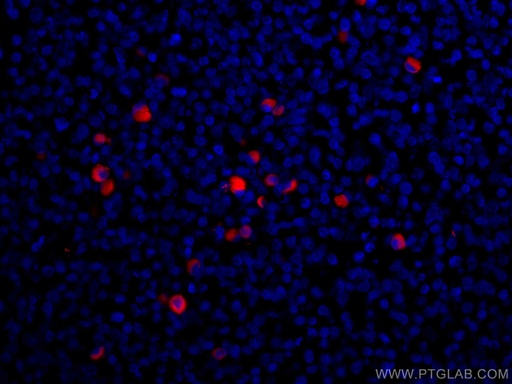[CL594-67761-100UL] CoraLite®594-conjugated Human IgG Kappa chain Monoclonal antibody