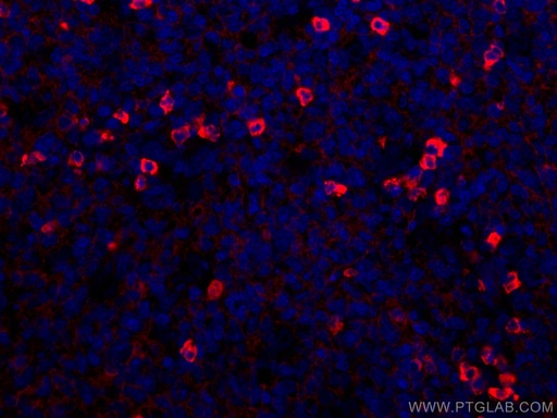 [CL594-67762-100UL] CoraLite®594-conjugated Human IgG lambda chain Monoclonal antibody