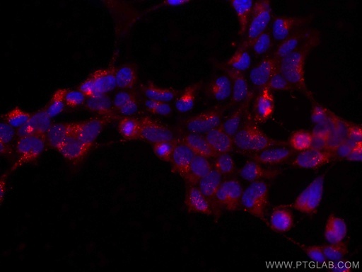 [CL594-67763-100UL] CoraLite®594-conjugated GPX4 Monoclonal antibody
