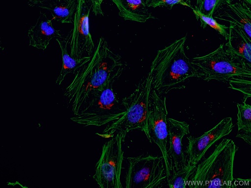 [CL594-67777-100UL] CoraLite®594-conjugated GOLPH3 Monoclonal antibody