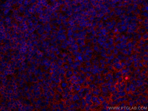 [CL594-67789-100UL] CoraLite®594-conjugated NT5E,CD73 Monoclonal antibody