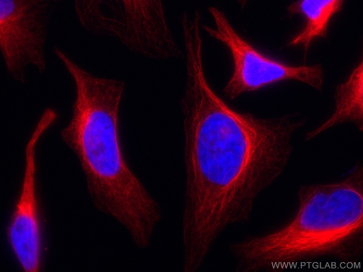 [CL647-10283-100UL] CoraLite®647-conjugated Mouse-IgG Polyclonal antibody