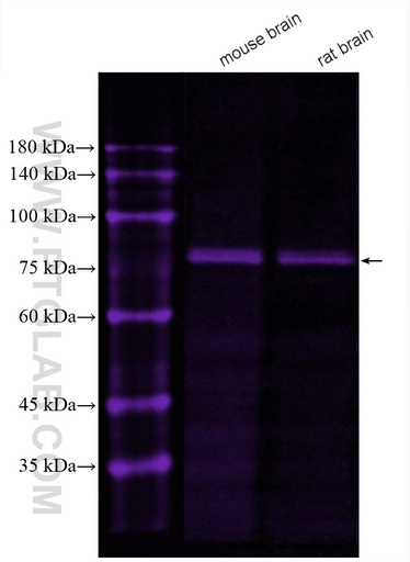 [CL647-14364-100UL] CoraLite®647-conjugated PKC Gamma Polyclonal antibody