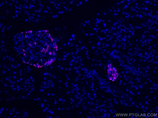[CL647-15954-100UL] CoraLite®647-conjugated Glucagon Polyclonal antibody
