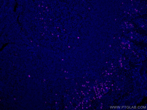 [CL647-16489-100UL] CoraLite®®647-conjugated IGHD Polyclonal antibody