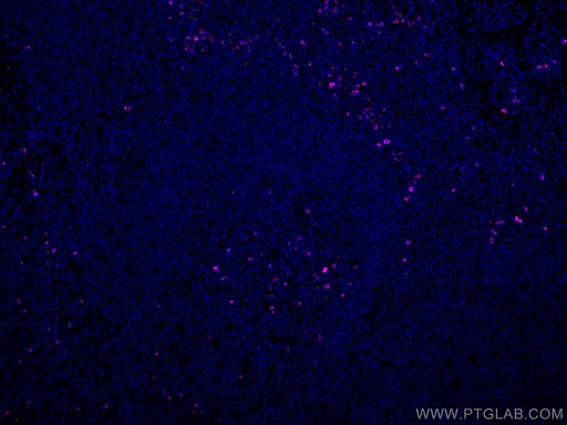 [CL647-20758-100UL] CoraLite®647-conjugated IgG Lambda Light Chain Polyclonal antibody