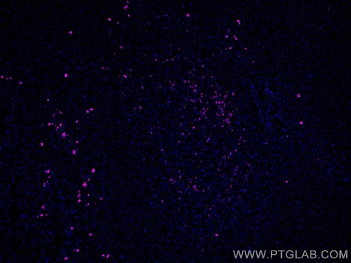 [CL647-60099-100UL] CoraLite®647-conjugated Human IgA Monoclonal antibody