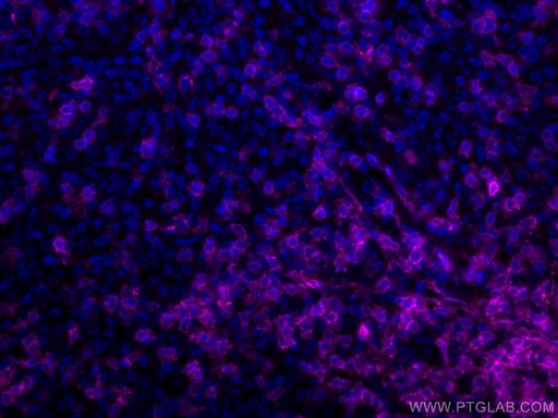 [CL647-60181-100UL] CoraLite®647-conjugated CD3 Monoclonal antibody