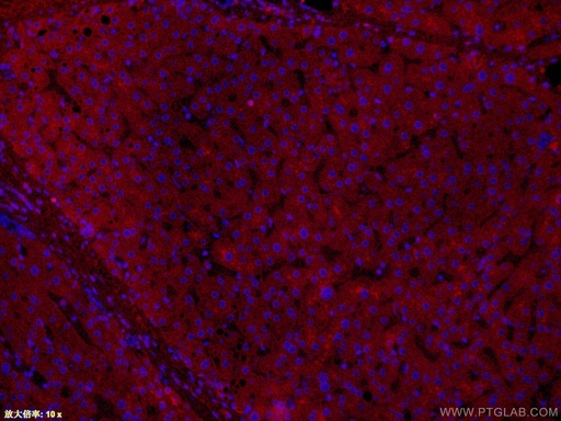 [CL647-66124-100UL] CoraLite®647-conjugated APOL1-Specific Monoclonal antibody