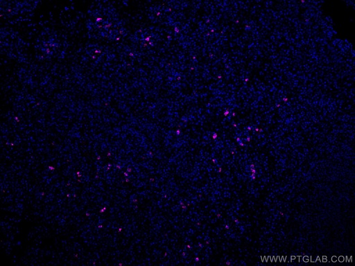 [CL647-66408-100UL] CoraLite®647-conjugated Human IgG4 Monoclonal antibody