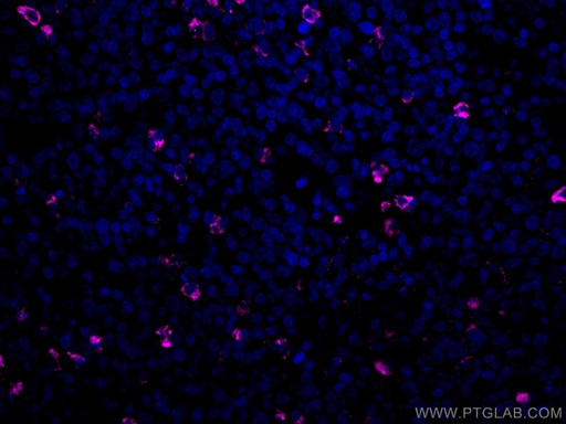[CL647-66484-100UL] CoraLite®647-conjugated human IgM Monoclonal antibody