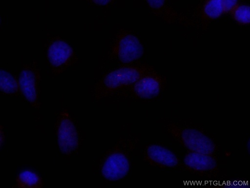 [CL647-66739-100UL] CoraLite®647-conjugated ARL13B Monoclonal antibody